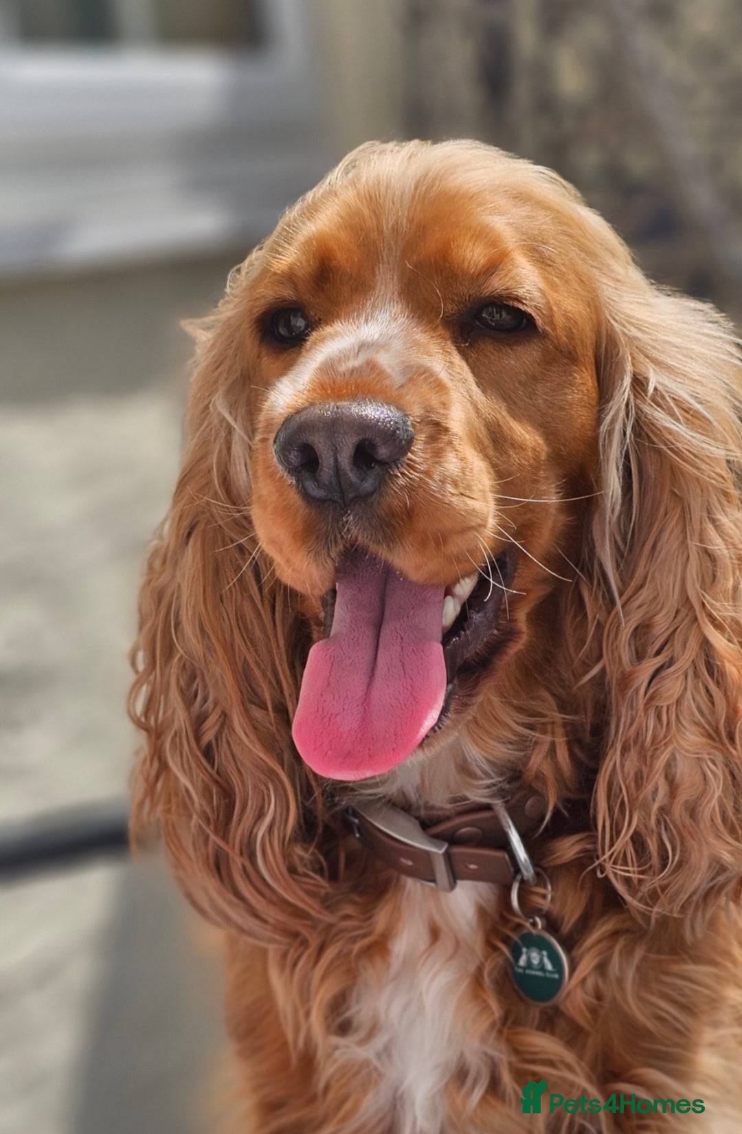 Cockapoo dogs for sale: Gorgous F1 Cockerpoo's Puppies - Advert 8