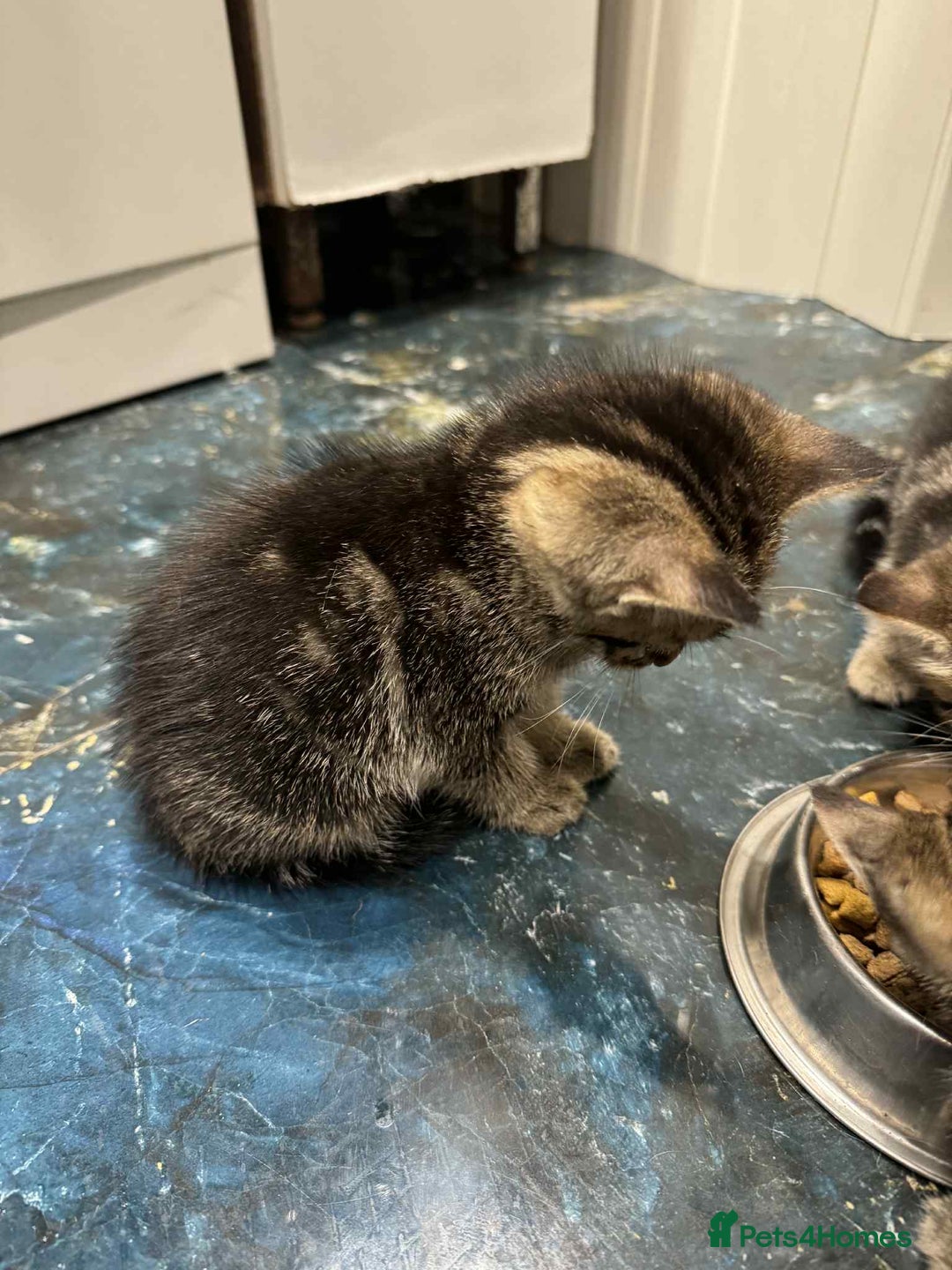 Mixed Breed cats for sale: Adorable Mixed Breed Kitten for Sale! - Image 20
