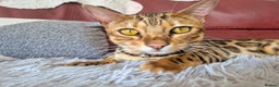 Bengal cats for sale: Belgian cat - Advert 2