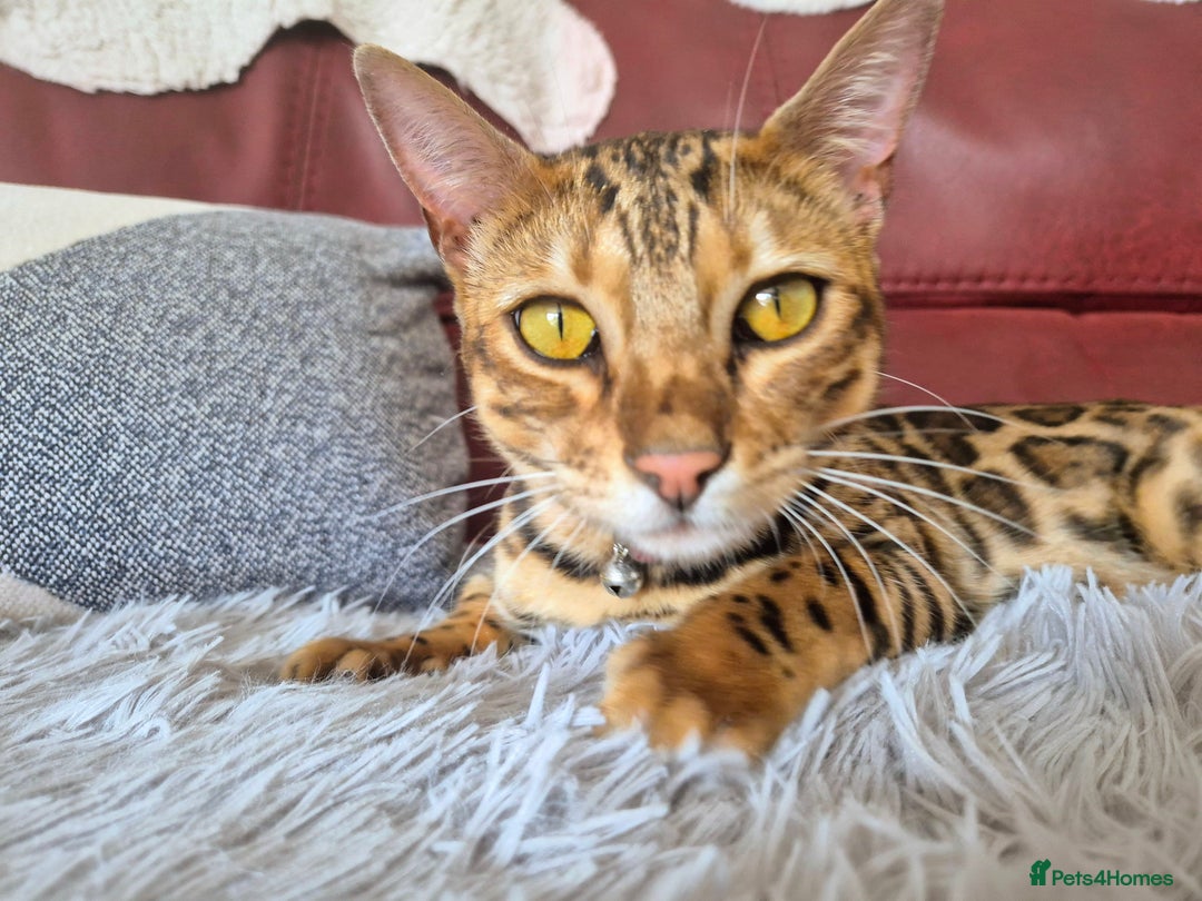 Bengal cats for sale: Belgian cat - Advert 2