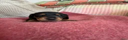 Miniature Dachshund dogs for sale: CHAMPION LINE KC REG & PRA CLEAR MINIS LOW COI - Advert 6