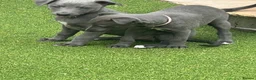 Whippet dogs for sale: Whippets  - Advert 13