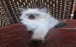 Ragdoll cats for sale: 1 Ragdoll girl left looking for a loving home  - Image 3