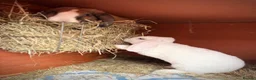 Mini Lop rabbits for sale: Very friendly Mini Plush Lops - Advert 8