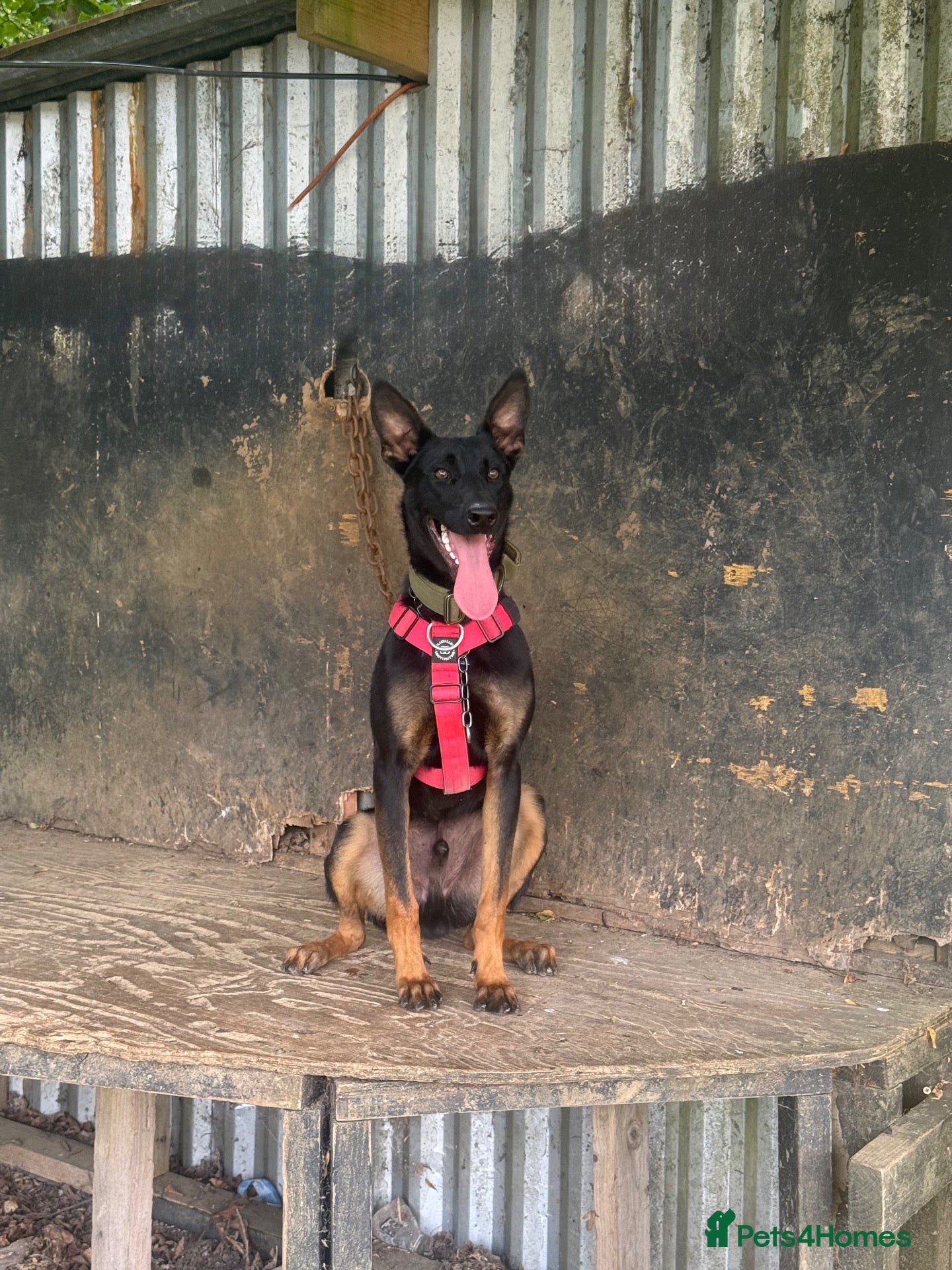 Belgian Shepherd Dog dogs for sale: Young Dutch Herder Male - 1 Year - Advert 4