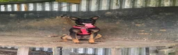 Belgian Shepherd Dog dogs for sale: Young Dutch Herder Male - 1 Year - Advert 1