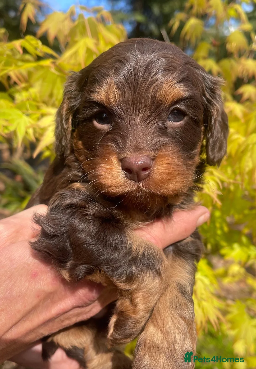 Cavapoo dogs for sale: Cavapoo’s - Advert 11