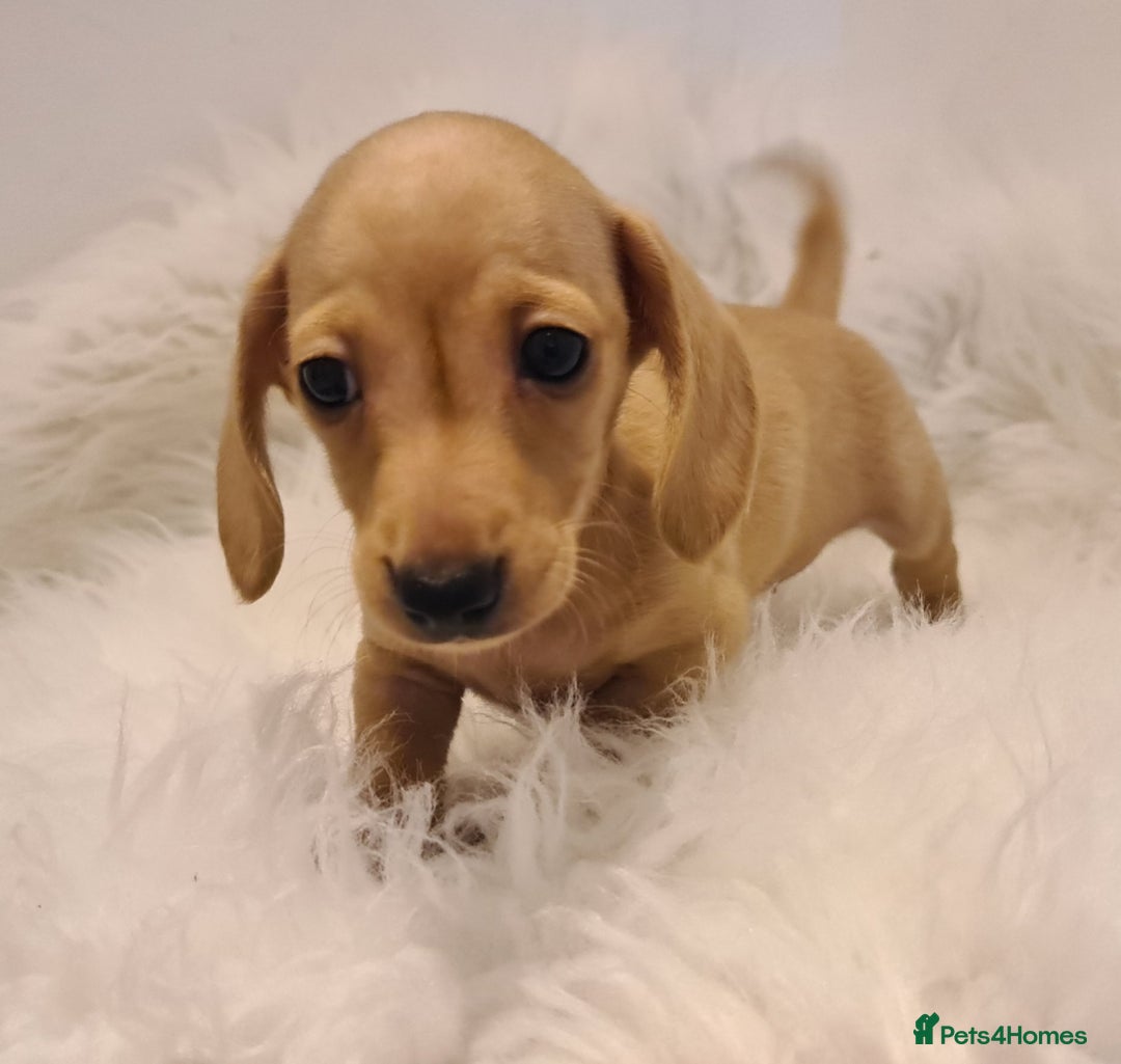 Miniature Dachshund dogs for sale: KC Daxi's health tested parents.READY - Image 14