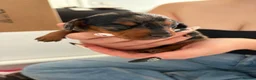 Miniature Dachshund dogs for sale: Beautiful litter of miniature dachshunds  in Sunderland - Advert 6