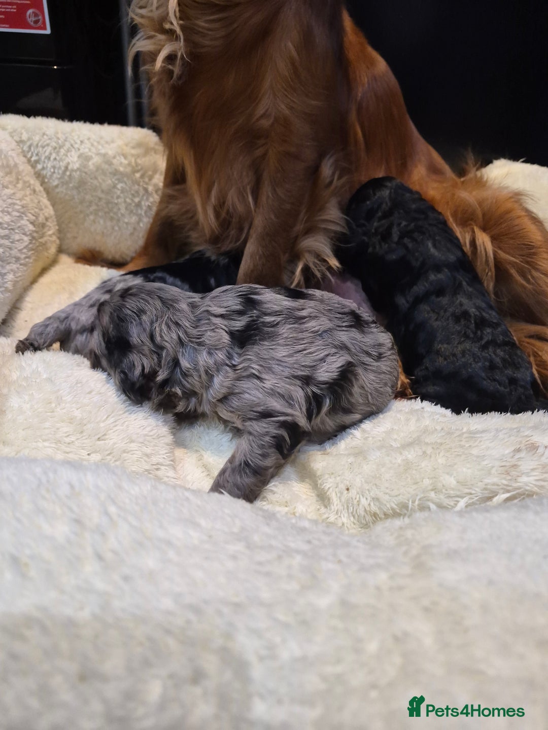 Cavapoo dogs for sale: Rare merle f1 cavapoo puppies  - Advert 4