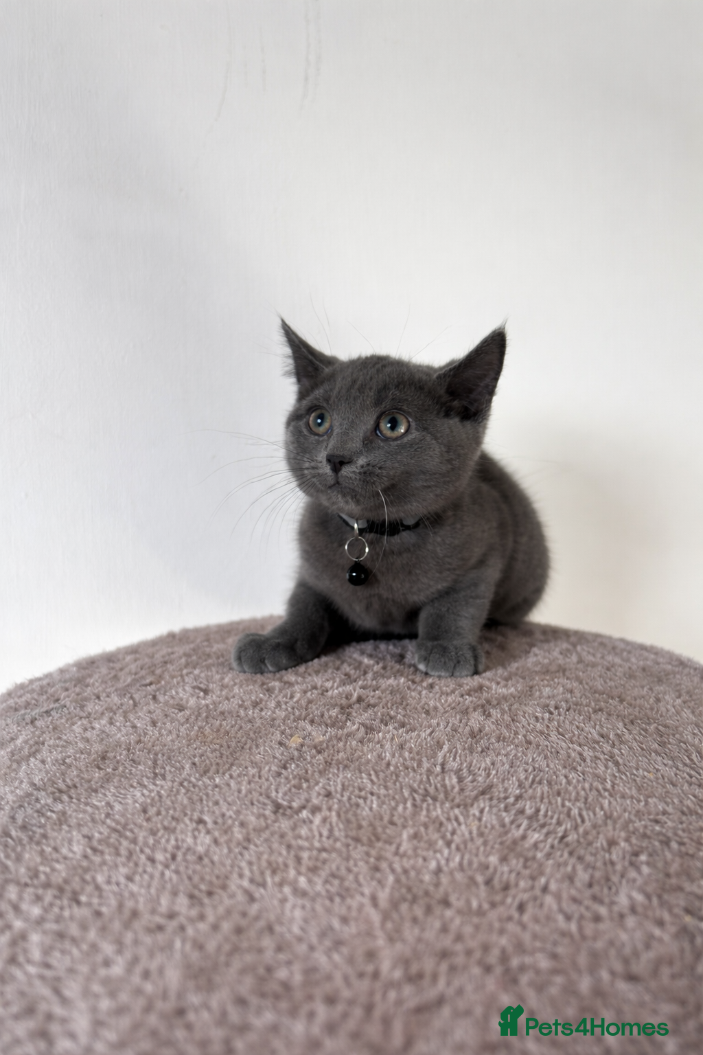 Mixed Breed cats Beautiful boys ready to leave  - Advert 13