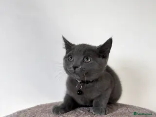 Mixed Breed cats Beautiful boys ready to leave - Advert 13