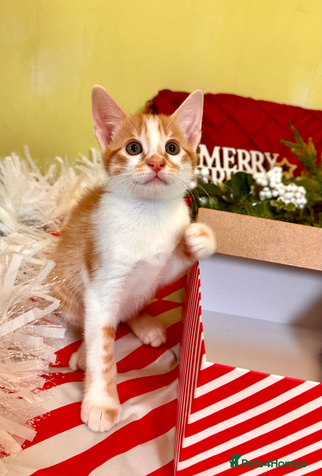 Mixed Breed cats for sale: Kittens from half Siamese mum - Advert 4