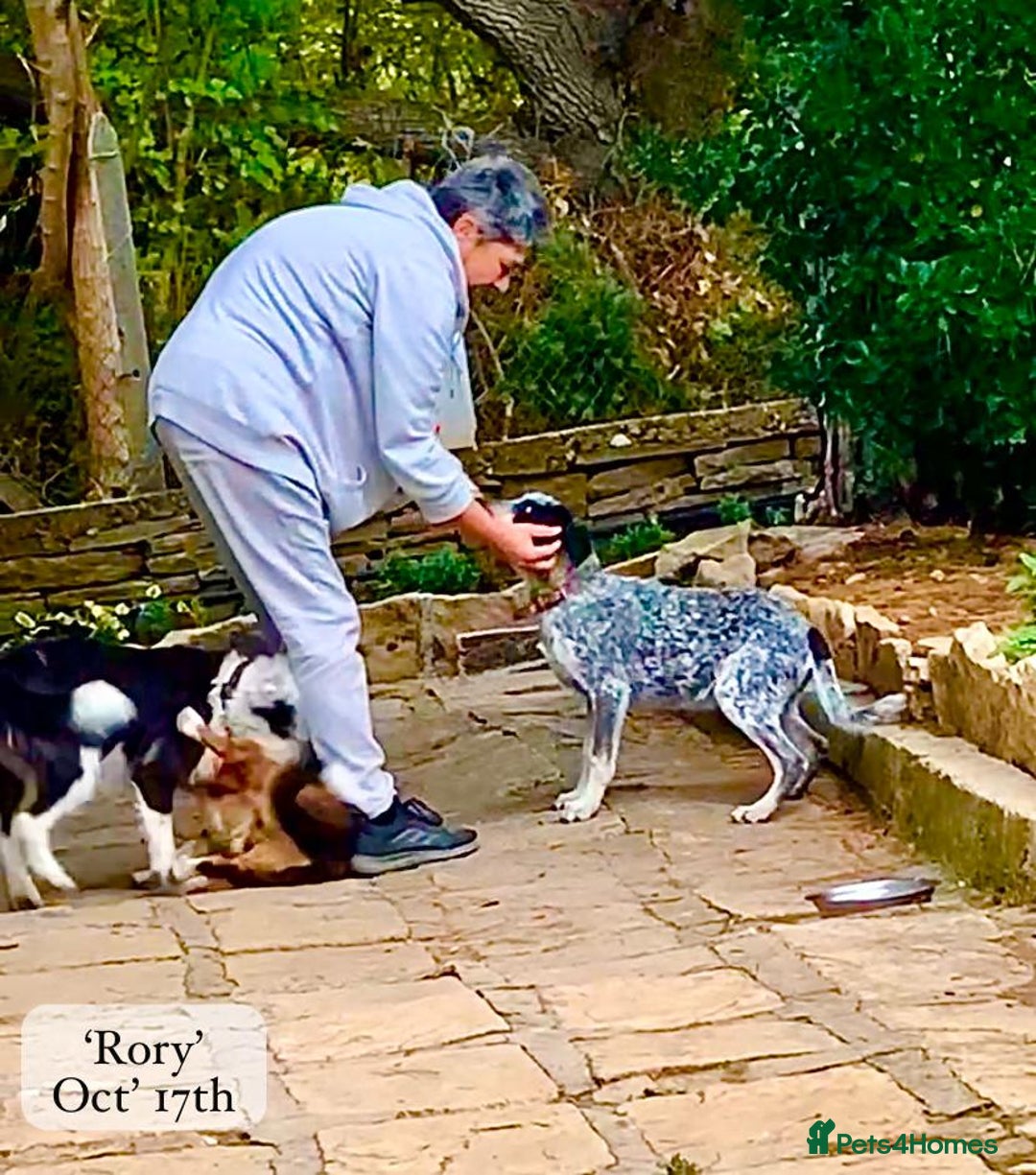 Mixed Breed dogs for adoption: Rory, 6-7 months approx. Available for adoption. - Advert 11