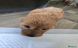 Cavapoo dogs for sale: REDUCED AMAZING F1 cavapoo puppies  - Image 4