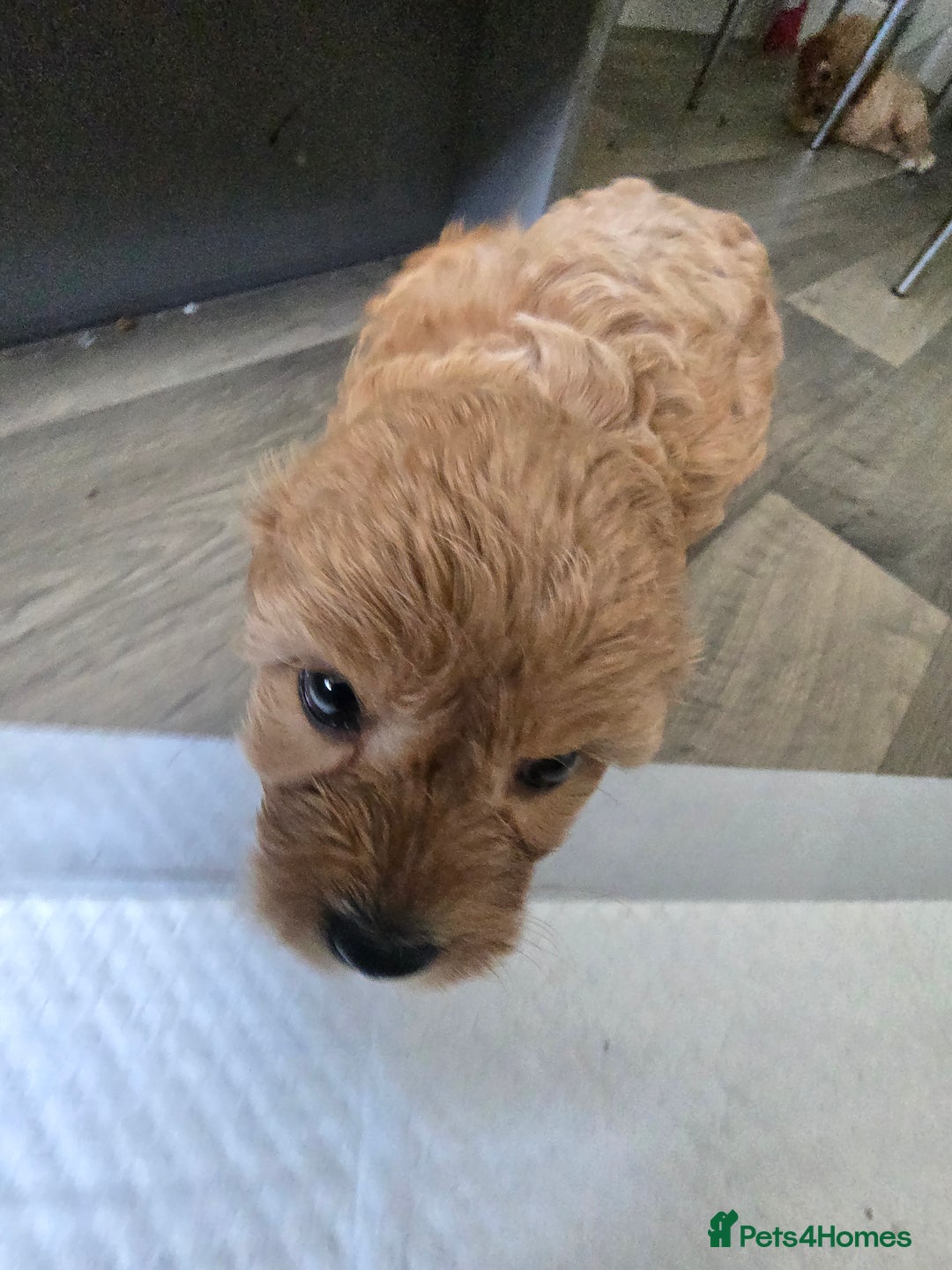 Cavapoo dogs for sale: REDUCED AMAZING F1 cavapoo puppies  - Image 4