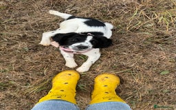 English Springer Spaniel dogs for sale: 5 month old female English springer spaniel  - Image 4