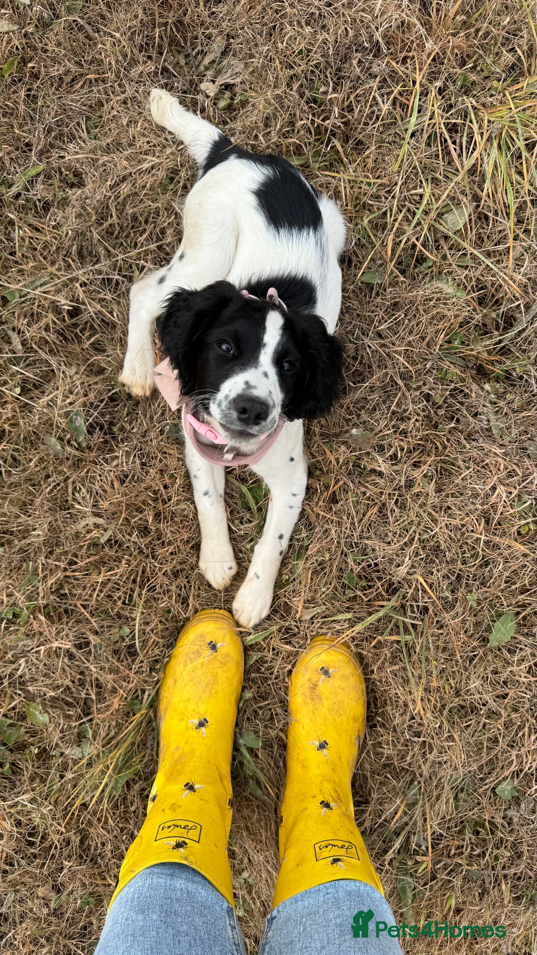 English Springer Spaniel dogs for sale: 5 month old female English springer spaniel  - Image 4