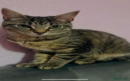 American Shorthair cats for sale: Miss Miffy - Image 2