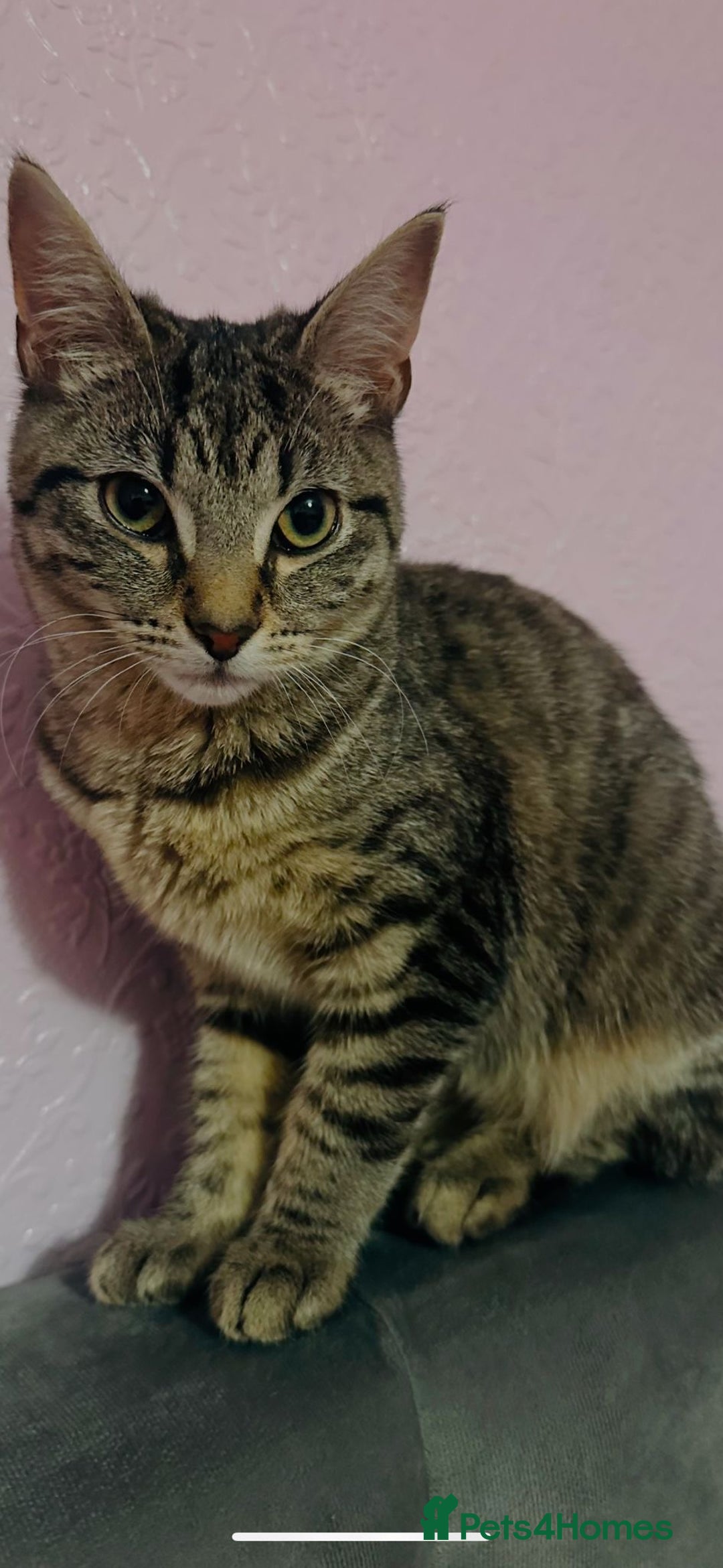 American Shorthair cats for sale: Miss Miffy - Image 2