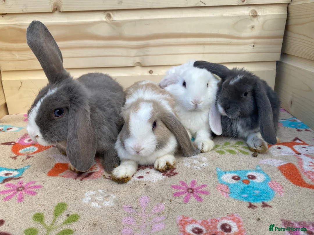 Mini Lop rabbits for sale: 8 minilops 7 girl and 1 boy - Advert 2