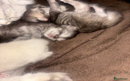 Perdoll cats for sale: Beautiful perdoll babies - Image 2