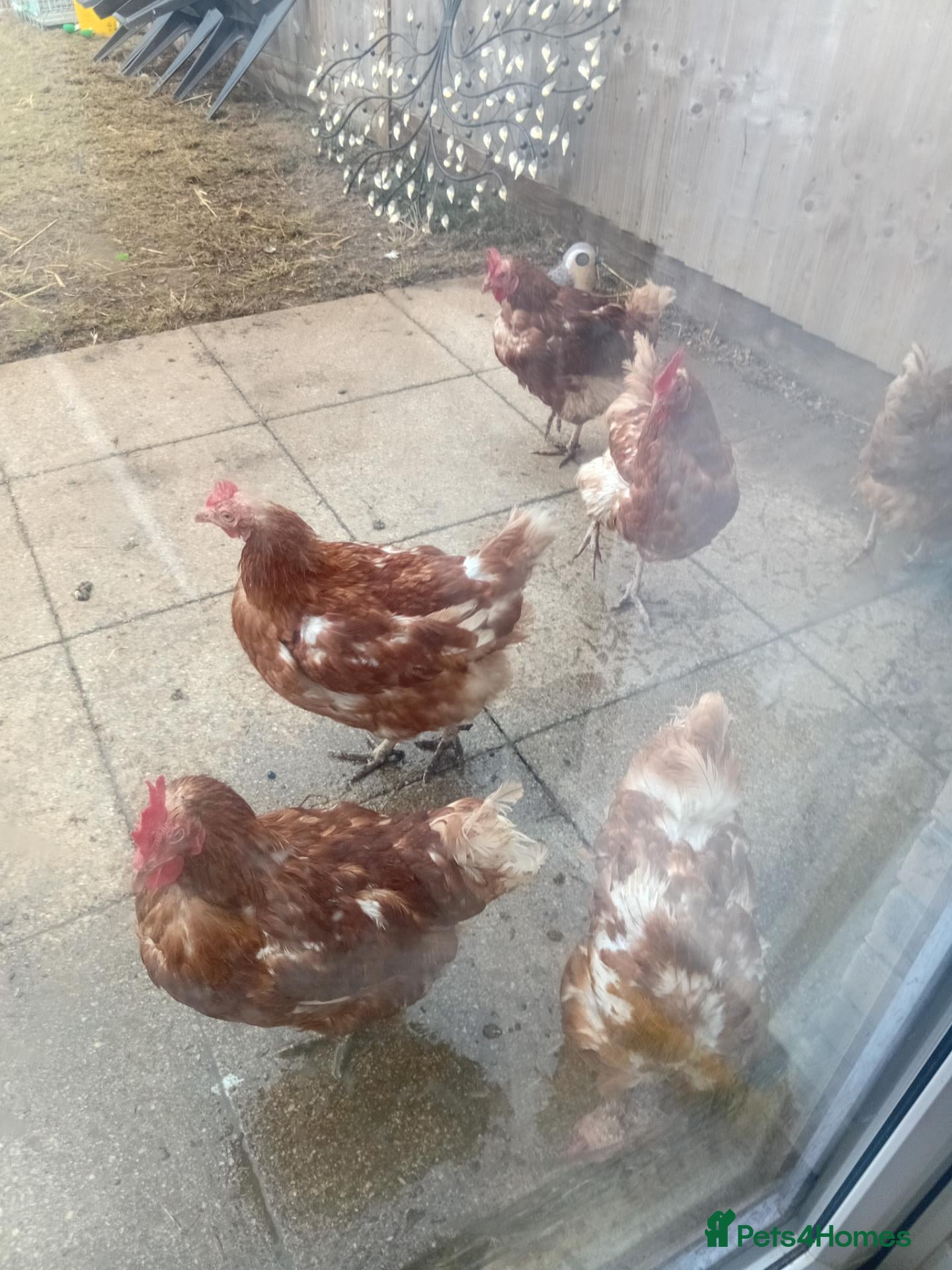 Chickens poultry Laying hens - Advert 1
