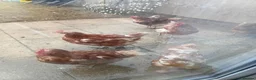 Chickens poultry for sale: Laying hens - Advert 1