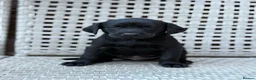 Labrador Retriever dogs for sale: Labrador Puppies  - Advert 8