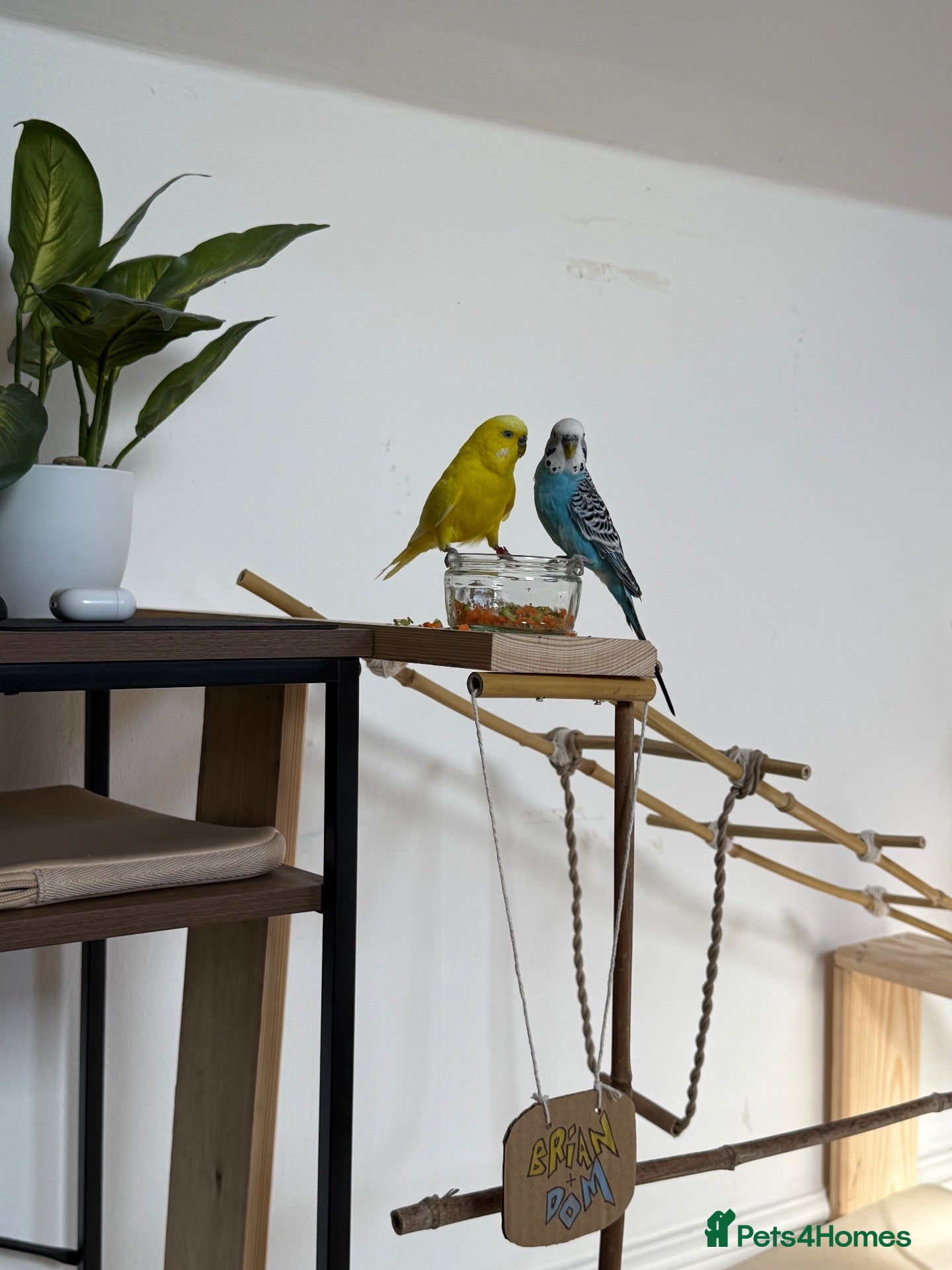 Budgerigars birds for sale: 2x budgies - Advert 1