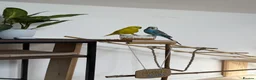 Budgerigars birds for sale: 2x budgies in Hull - Advert 1
