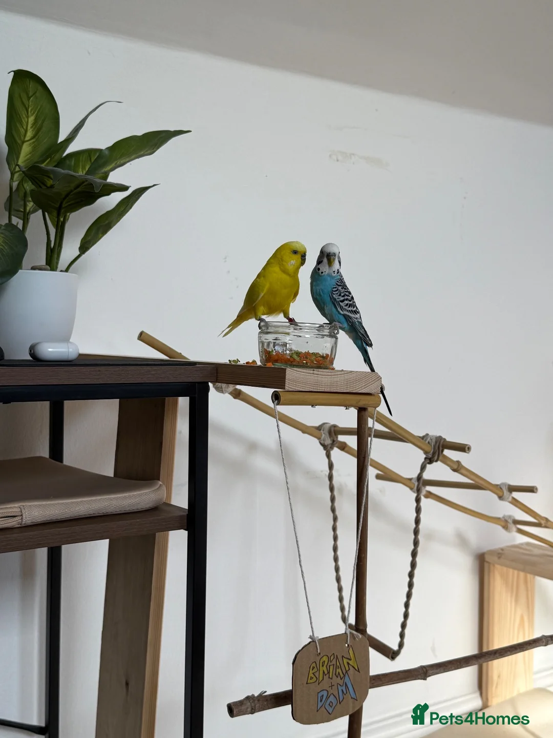 Budgerigars birds for sale: 2x budgies in Hull - Advert 1