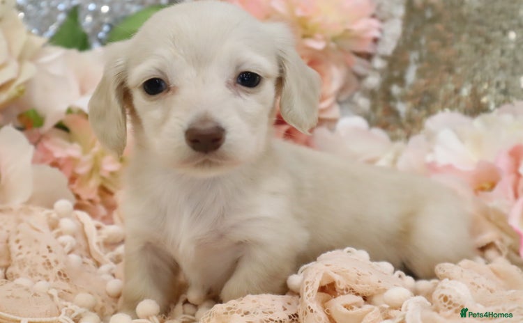 Miniature Dachshund dogs - Advert 12