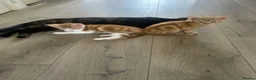 Mixed Breed cats for sale: GORGEOUS KITTENS  - Advert 12
