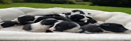 Border Collie dogs for sale: Beautiful Border Collie Puppies in Grassington - Advert 4