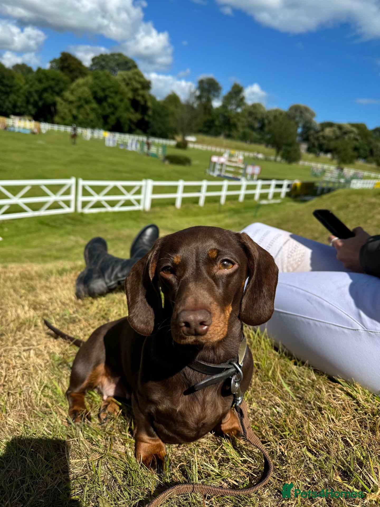 Miniature Dachshund dogs Beautiful litter of chocolate miniature Dachshunds - Advert 5