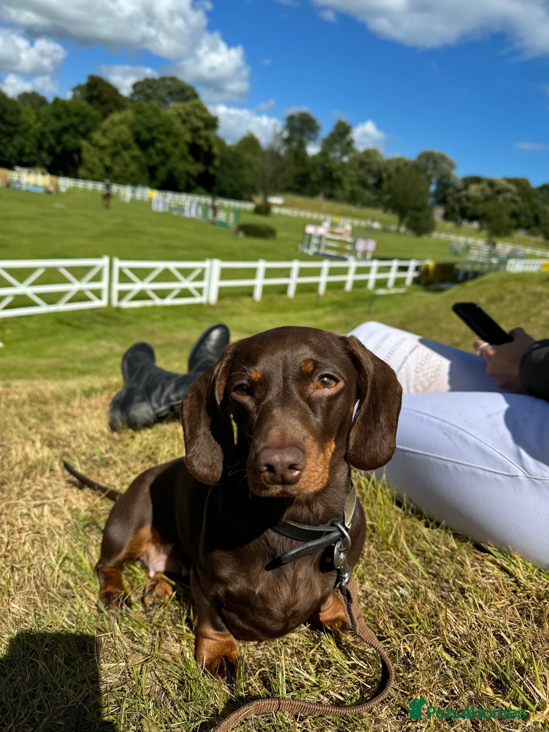 Miniature Dachshund dogs for sale: Beautiful litter of chocolate miniature Dachshunds - Advert 2