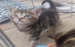 Mixed Breed cats for sale: Gorgeous Bengal x babies **READY NOW** - Image 17