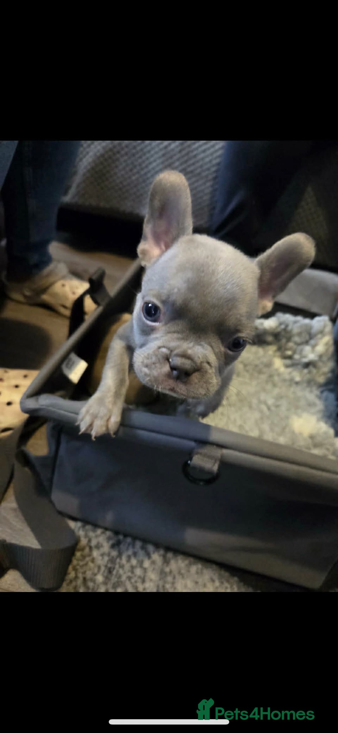 French Bulldog dogs for sale: French bulldog pups Ready & Reduced‼️ - Advert 5