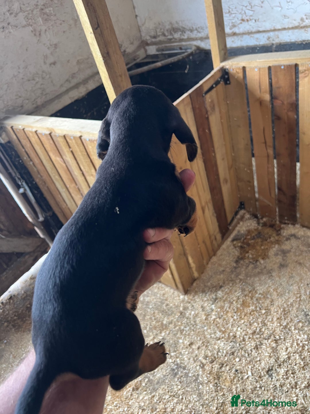 Dachshund dogs for sale: Miniature dachshund - Image 5