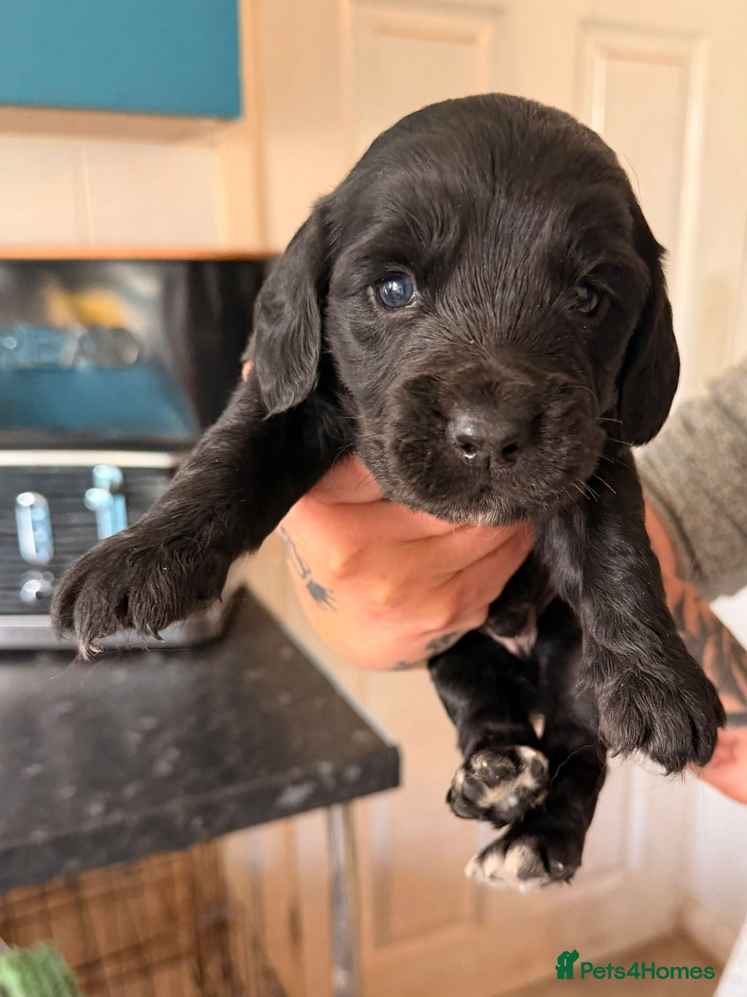 Cocker Spaniel dogs Cocker spaniel puppies  - Advert 15