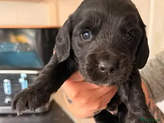 Cocker Spaniel dogs Cocker spaniel puppies - Advert 15