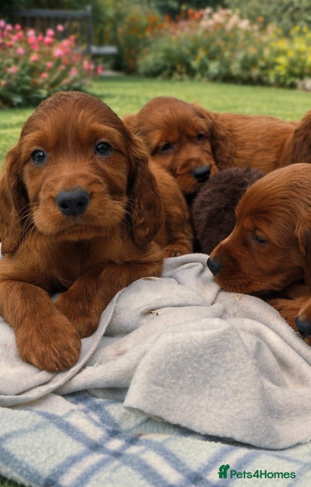 Irish Setter dogs Ready next week Beautiful Irish setter puppies  - Advert 2