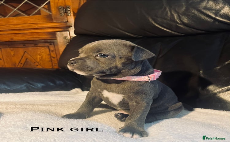 Staffordshire Bull Terrier dogs - Advert 4