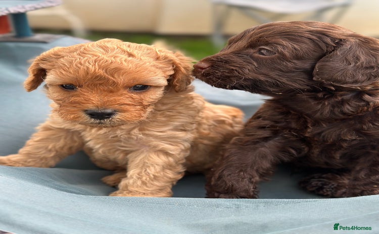 Cavapoo dogs - Advert 8