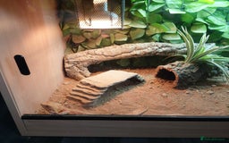 Bearded Dragon reptiles for sale: Bearded dragon full set up - Image 6