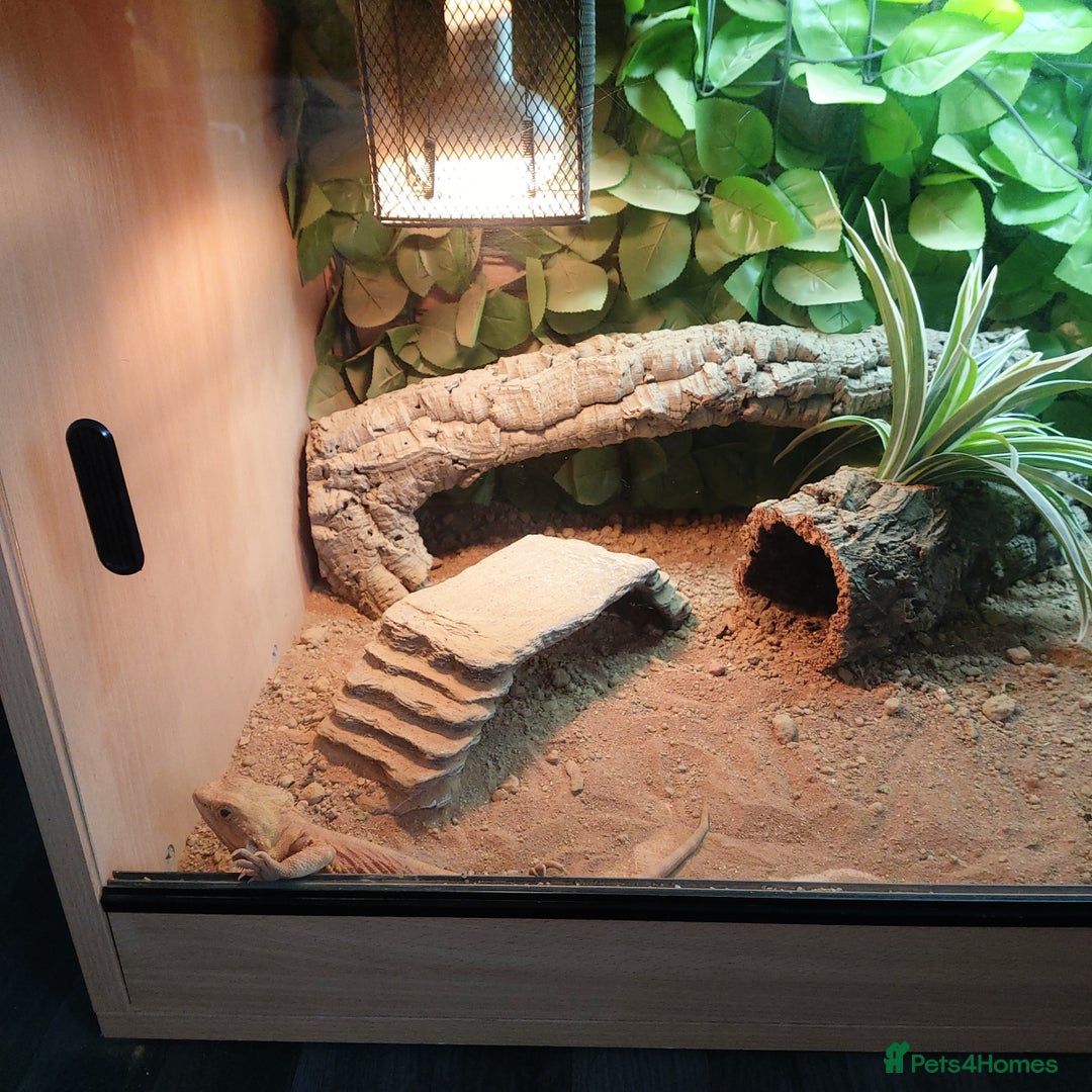 Bearded Dragon reptiles for sale: Bearded dragon full set up - Image 6