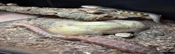 Skink reptiles for sale: Northern Blue Tongue Skink babies - Advert 3