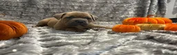 Mixed Breed dogs for sale: Beautiful staffy cross classic bully pups! - Advert 21