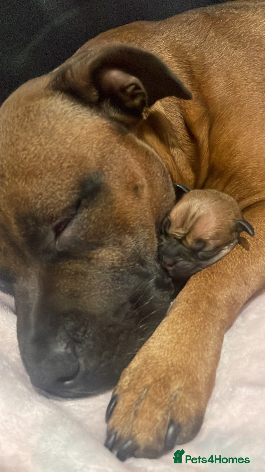 Staffordshire Bull Terrier dogs for sale: Beautiful chunky red staffys  - Advert 4